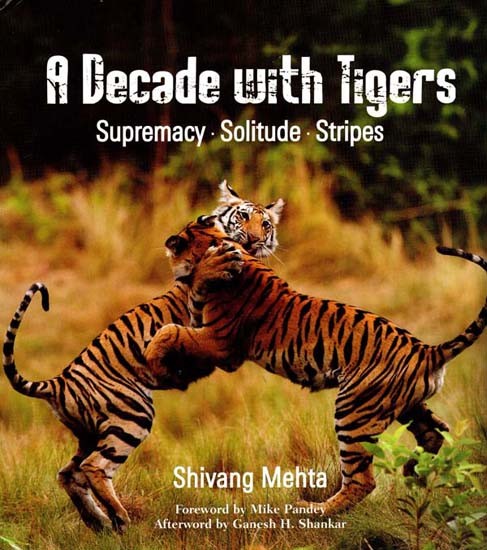 A Decade with Tigers- Supremacy, Solitude Stripes